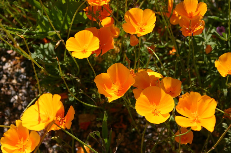 Orange poppies in a garden