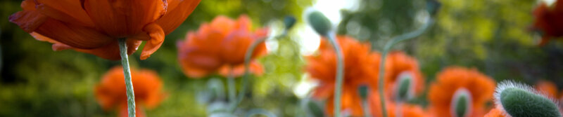 Orange poppies in a garden