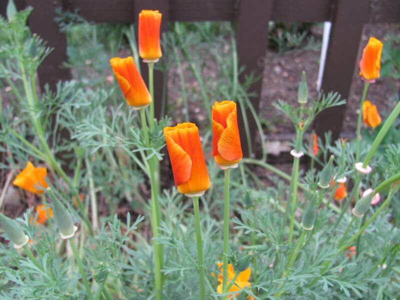 Orange poppies in a garden