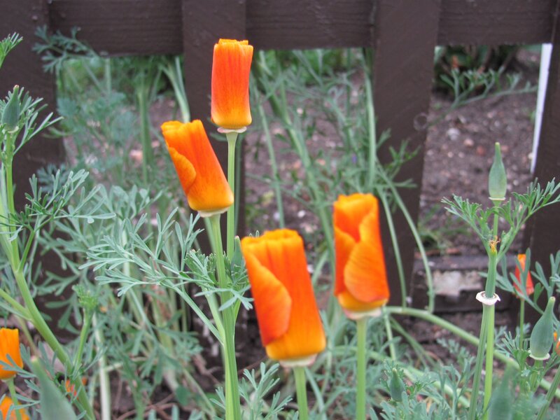 Orange poppies in a garden