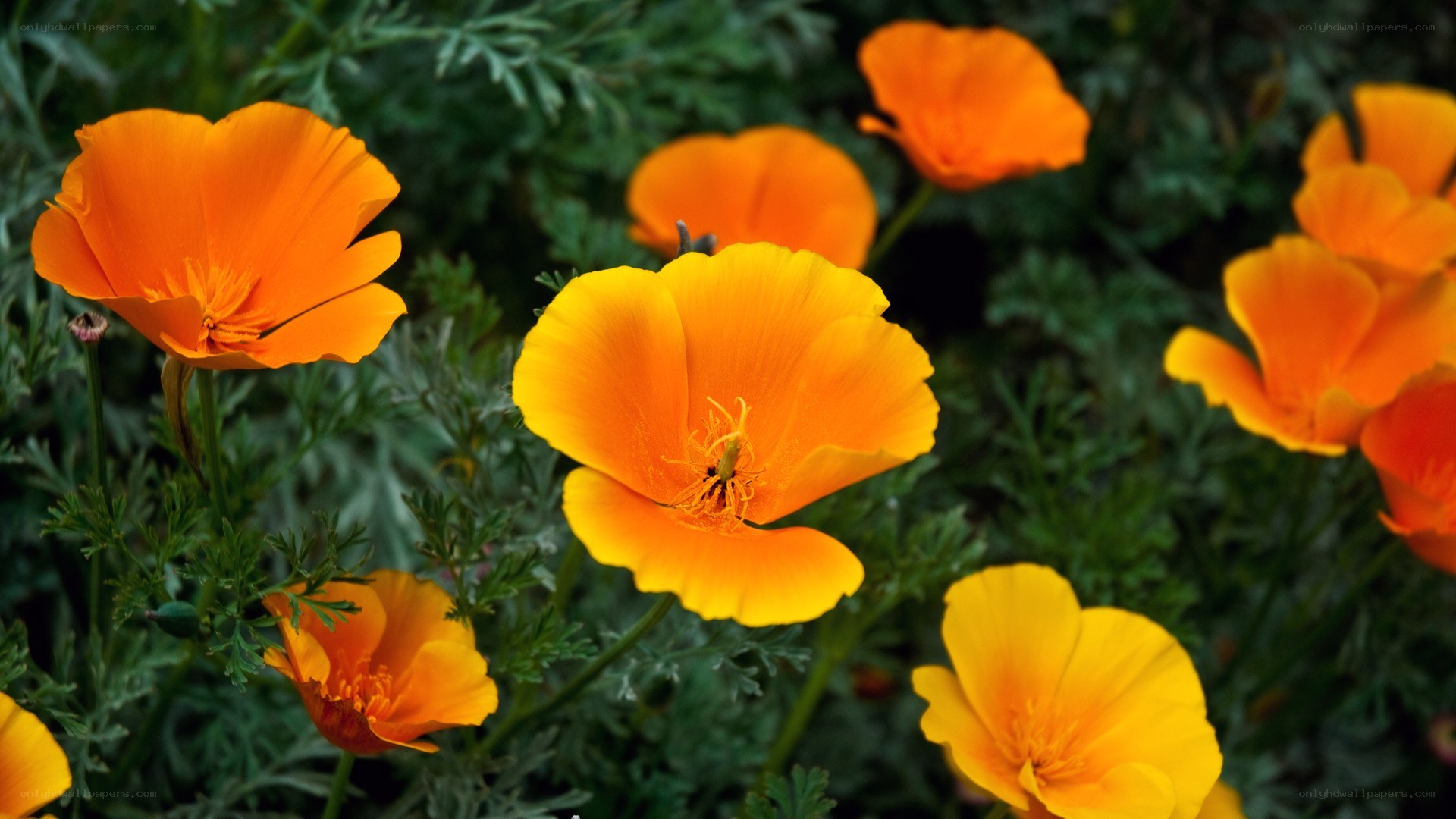 Orange poppies in a garden