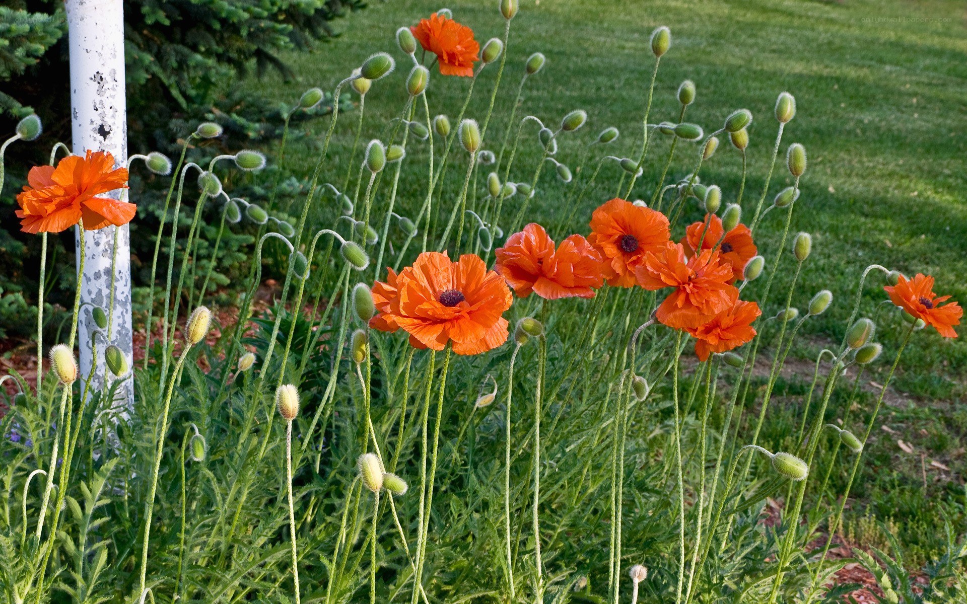 Orange poppies in a garden