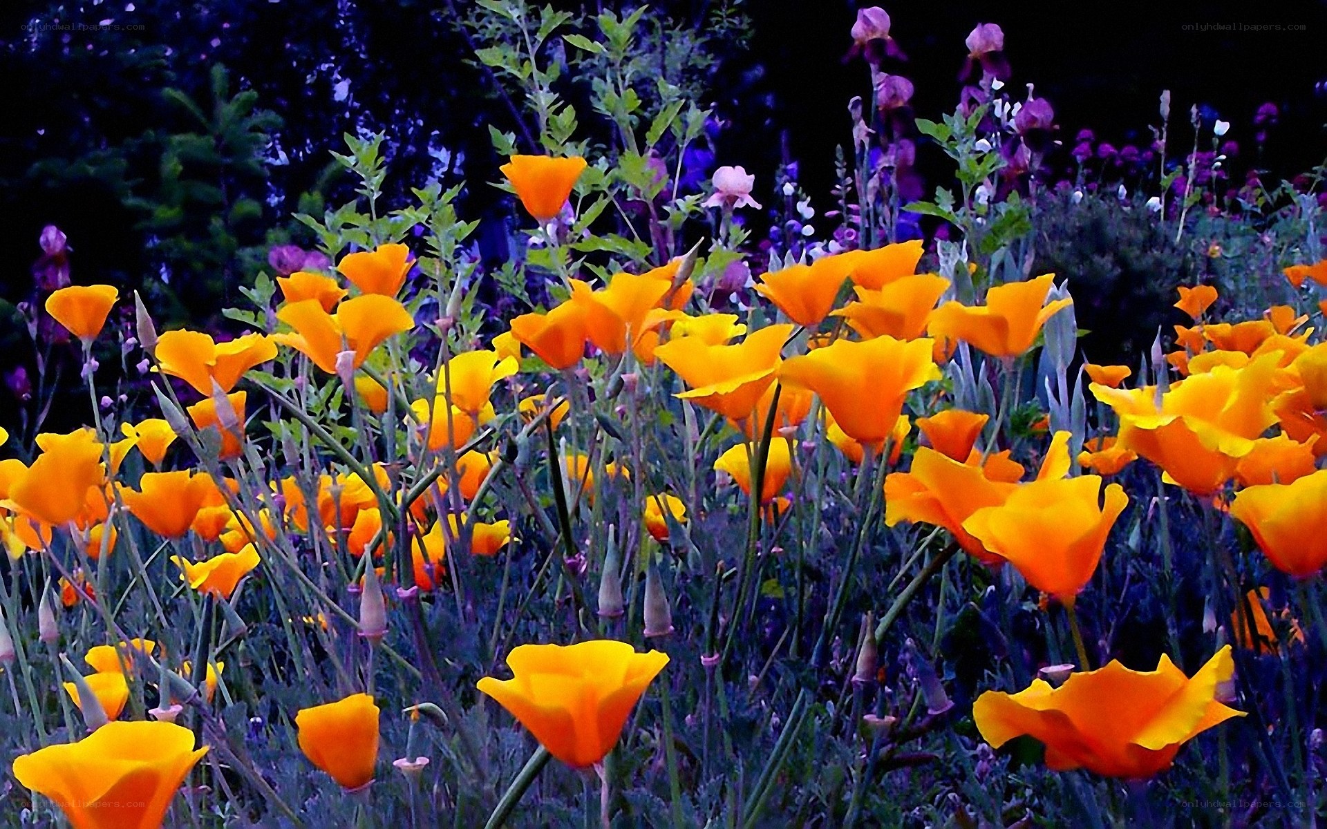 Orange poppies in a garden