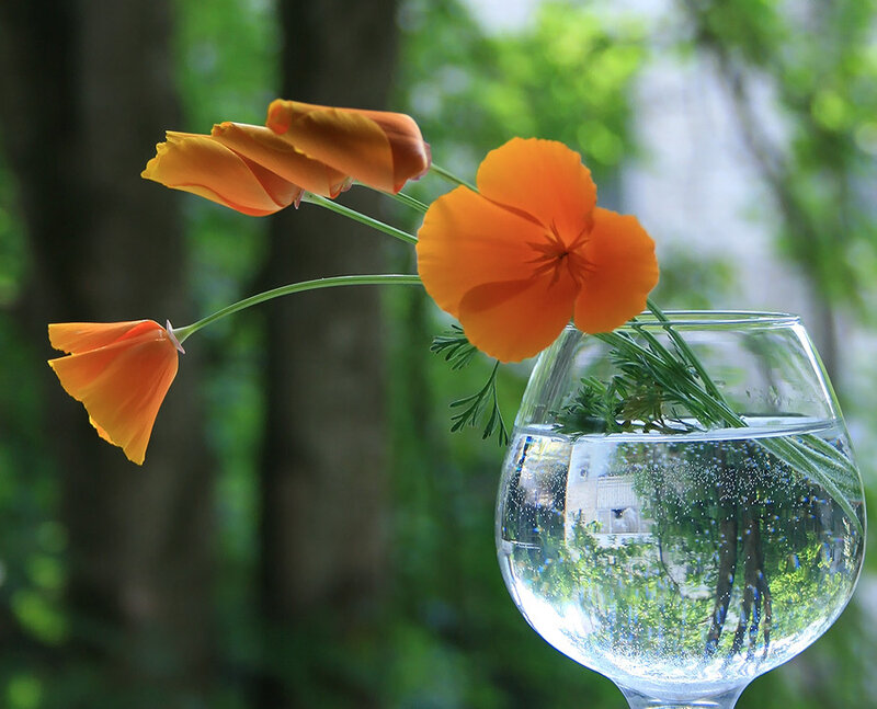 Orange poppies in a glass