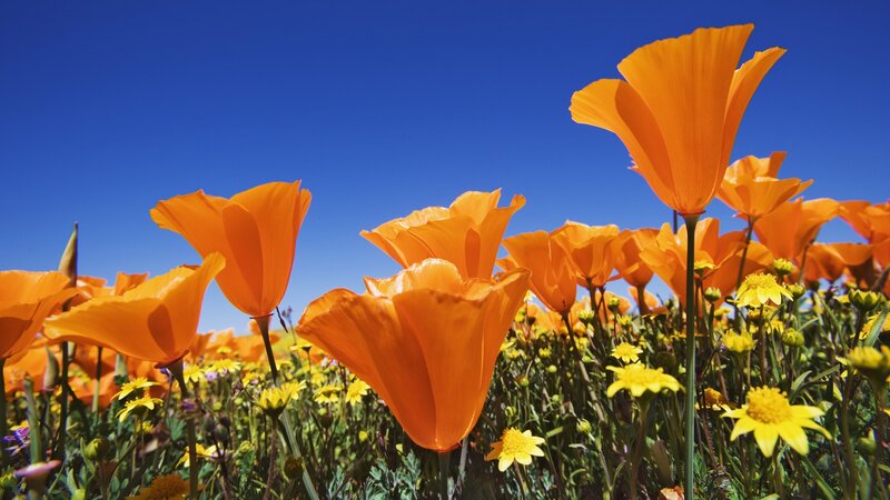 Orange poppies in a sunny field
