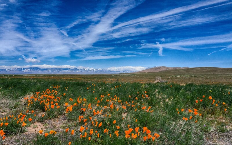 Orange Poppies in Field — Blue, Serene, Afternoon