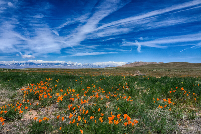 Orange Poppies in Field — Blue, Serene