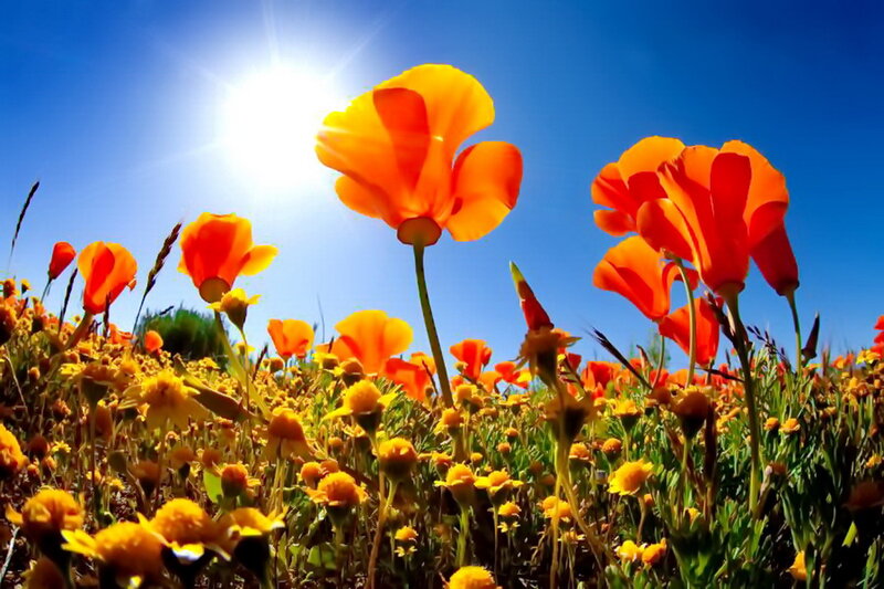 Orange Poppies in Field — Bright