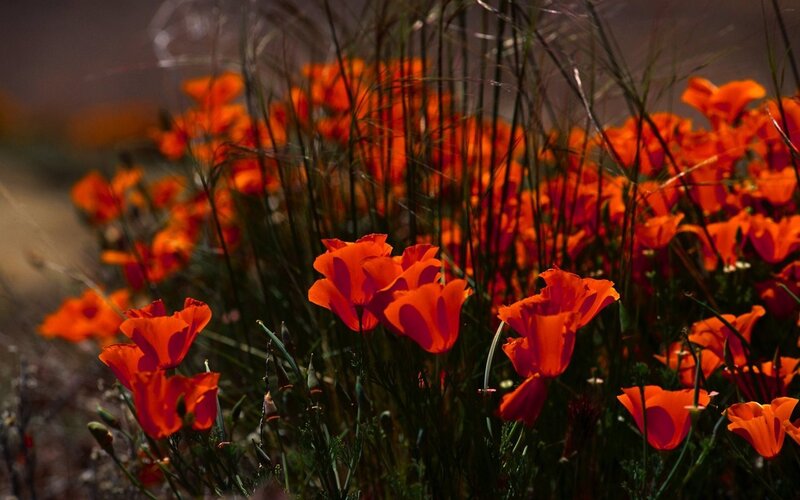 Orange Poppies in Field — Dramatic
