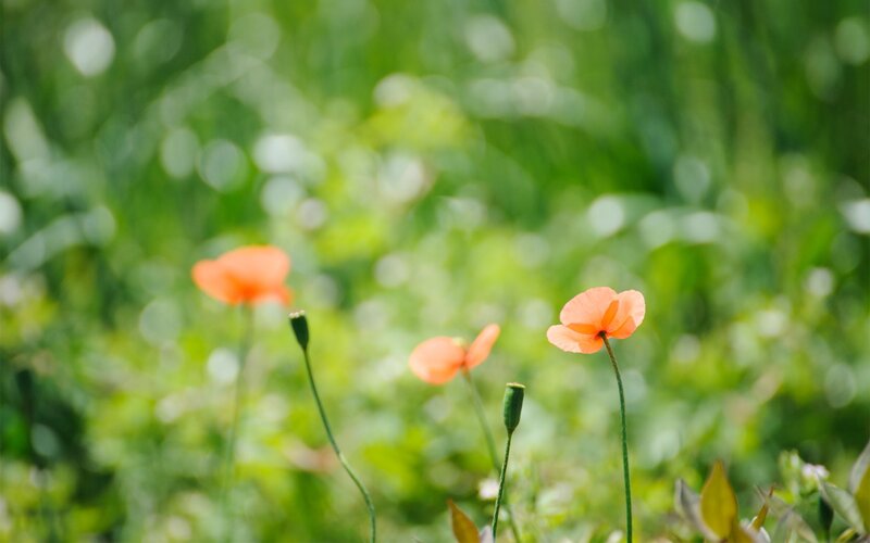 Orange Poppies in Field — Green, Serene, Afternoon, Photograph