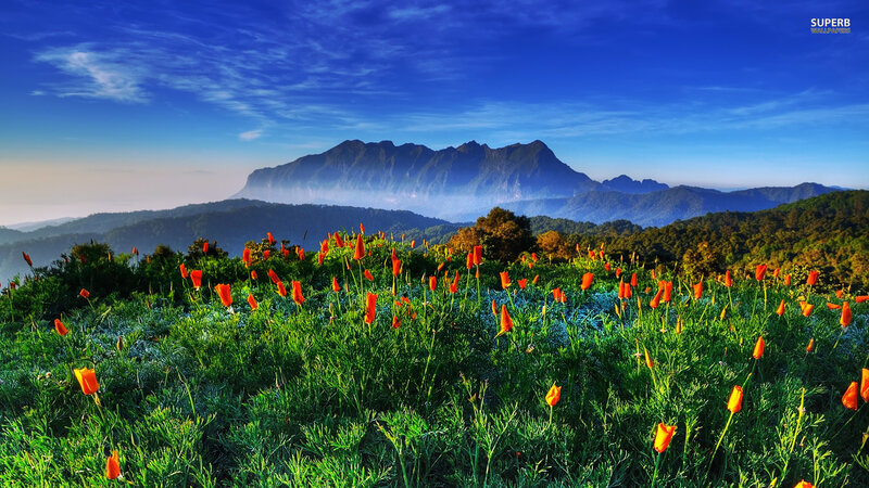 Orange Poppies in Field — Green, Serene