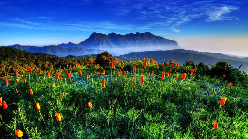 Orange Poppies in Field — Green