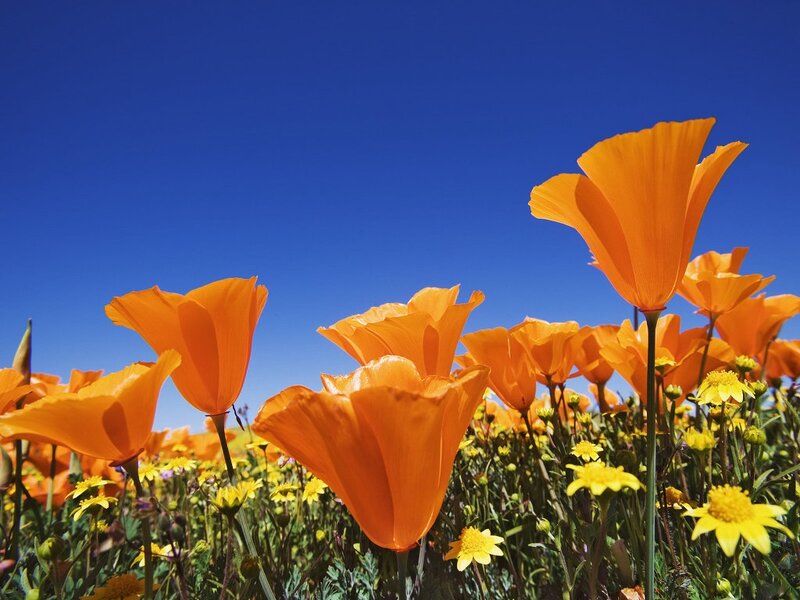 Orange Poppies in Field — Serene, Afternoon