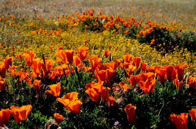Orange Poppies in Field — Serene, Spring, Photograph