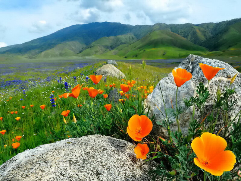 Orange Poppies in Field — Serene, Spring
