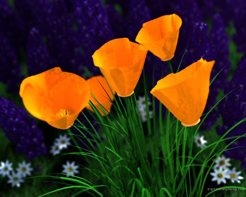 Orange Poppies in Field — Vibrant