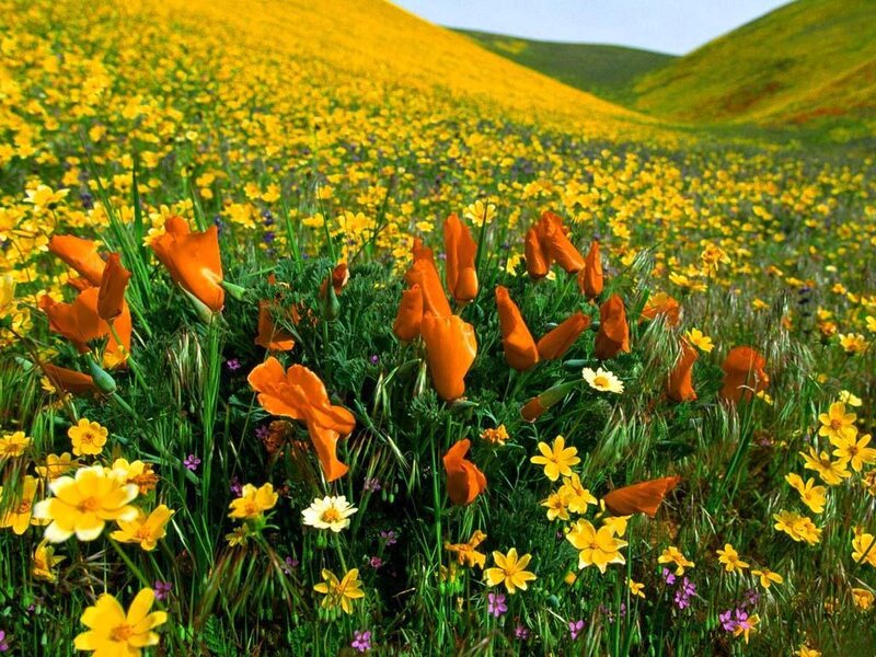 Orange Poppies in Field — Yellow, Serene, Spring