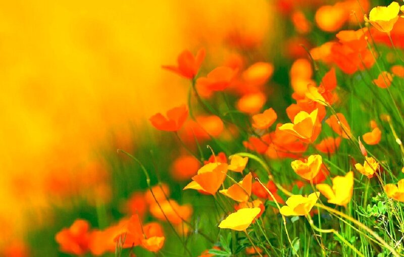 Orange Poppies in Field — Yellow