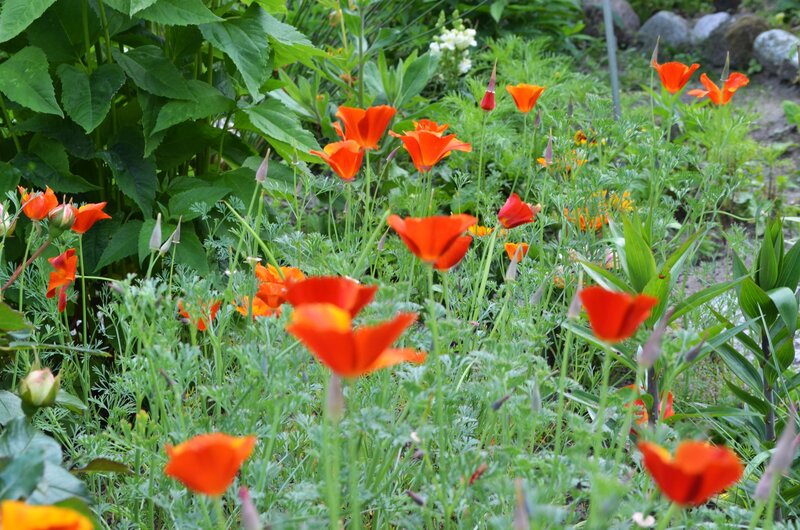 Orange Poppies in Garden — Natural