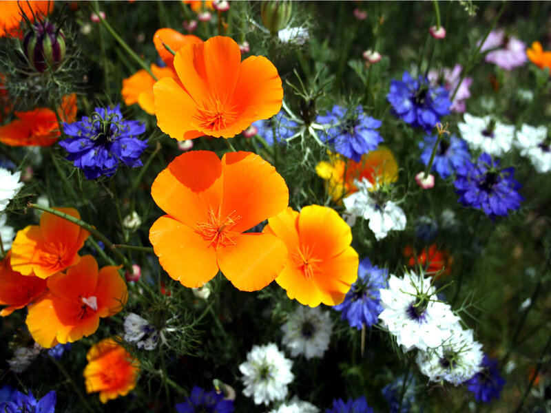Orange Poppies in Garden