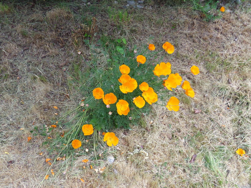 Orange Poppies in Grass — Calm