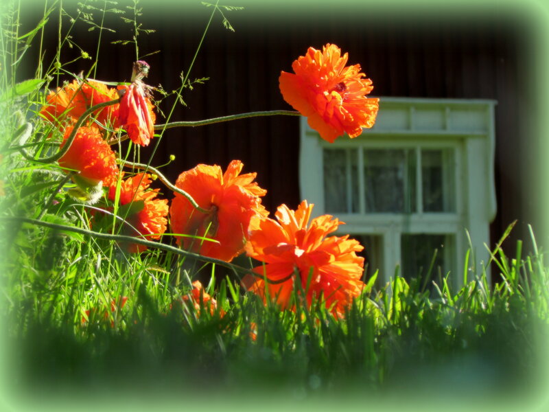 Orange Poppies in Grass