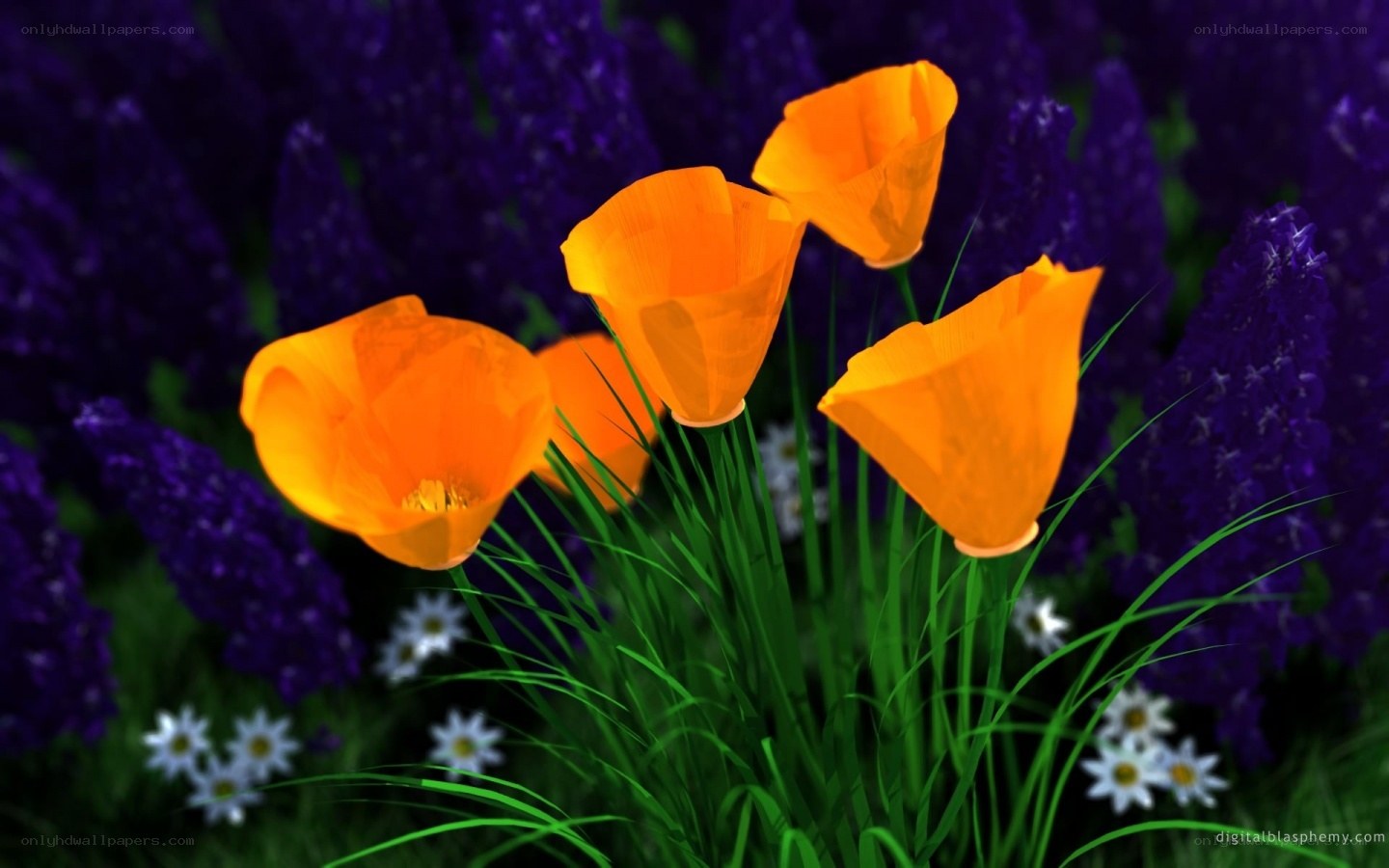 Orange poppies in purple field