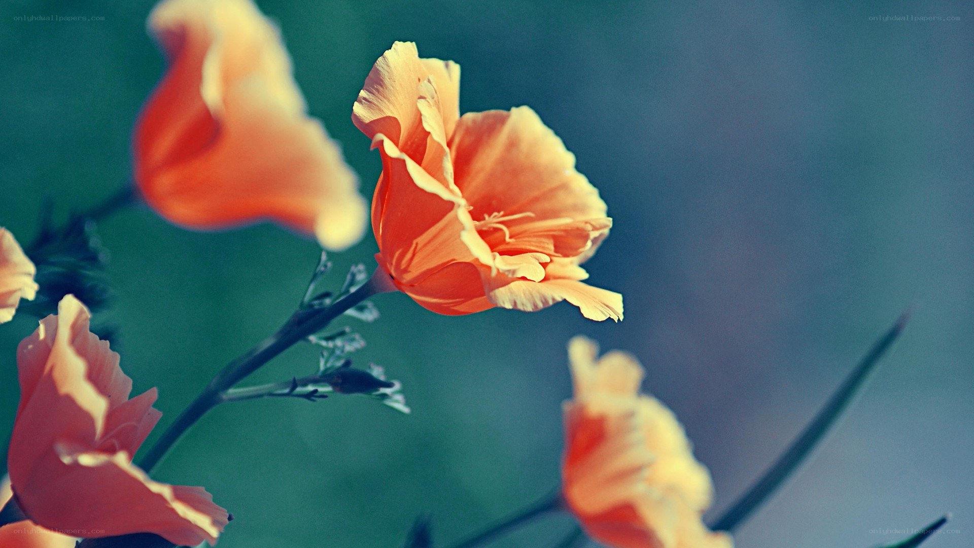 orange poppies in soft focus