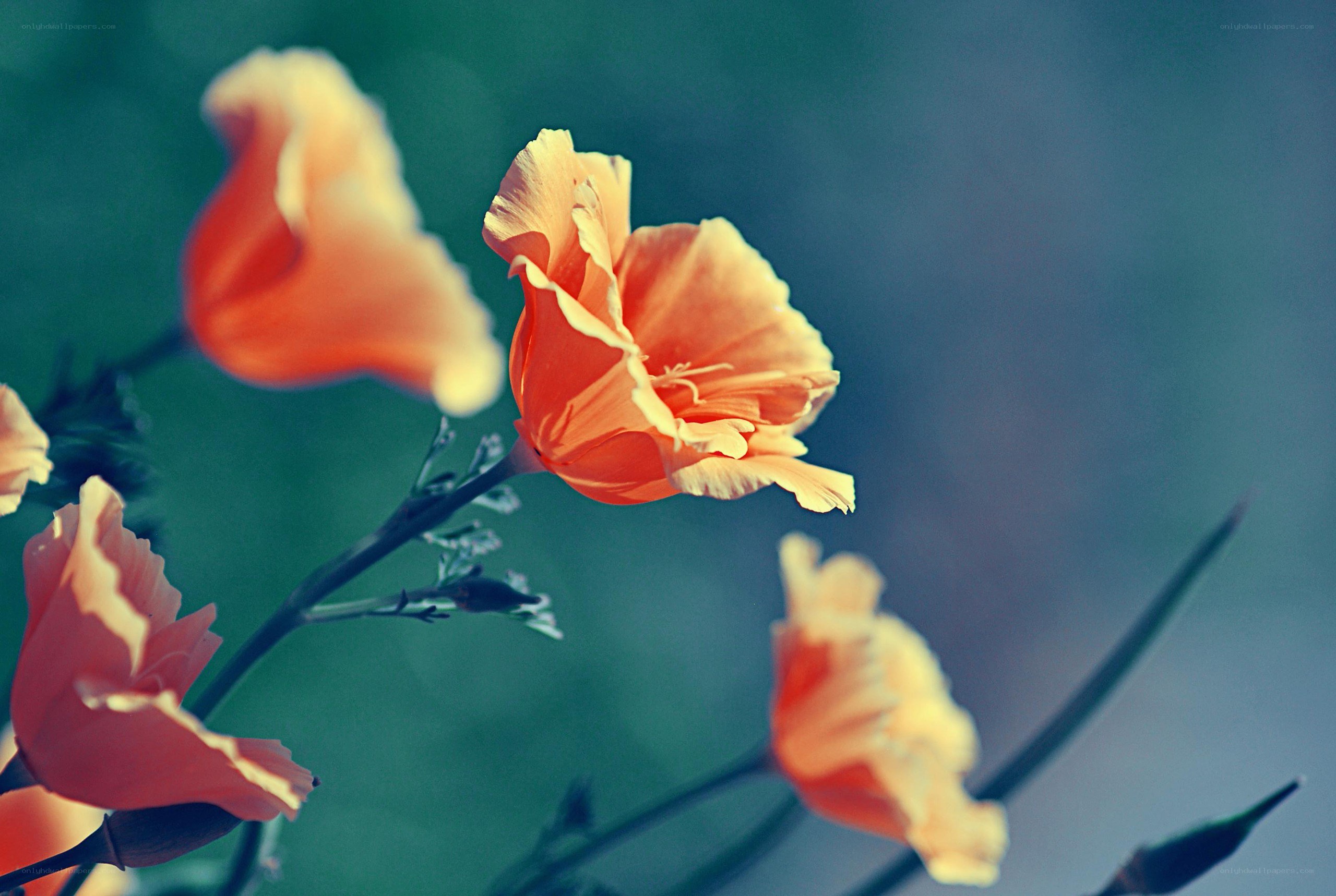 orange poppies in soft focus