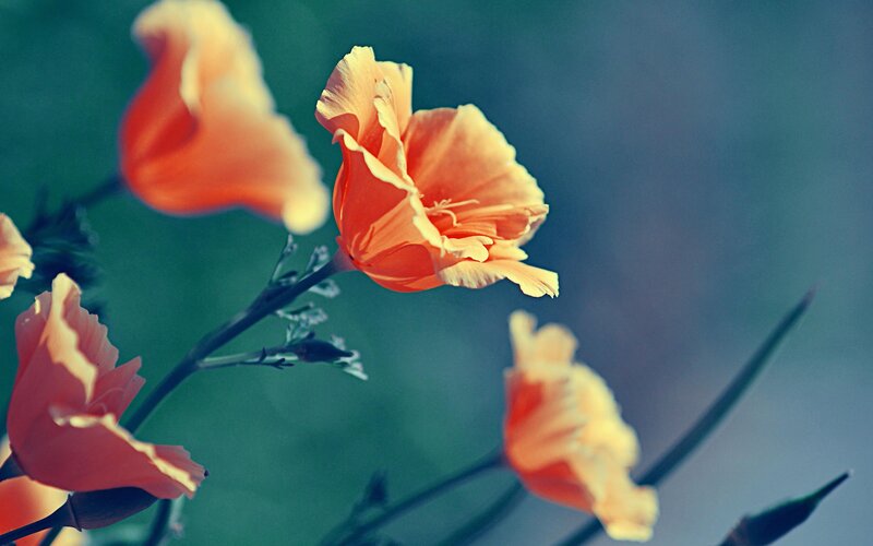 orange poppies in soft focus