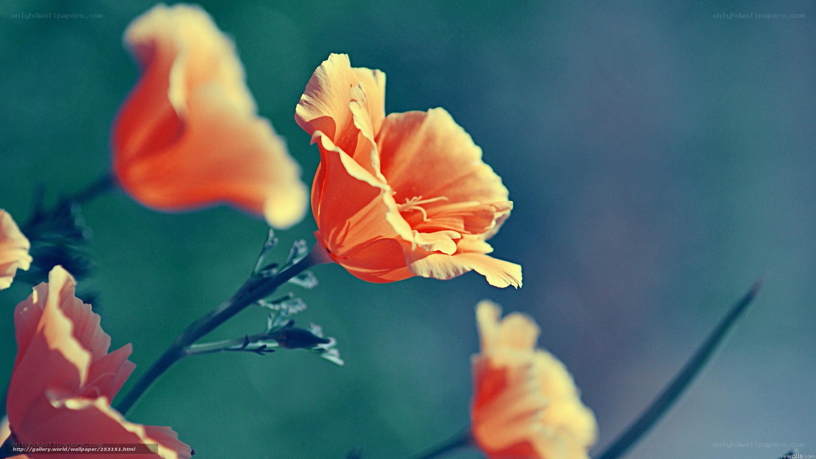 Orange poppies in soft focus