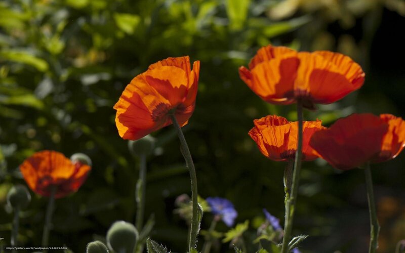 Orange poppies in sunlight