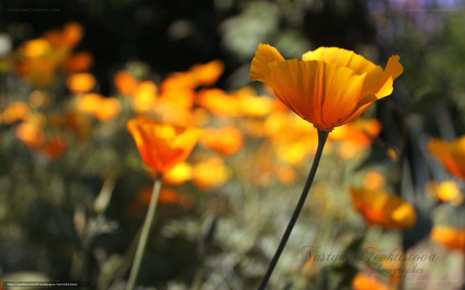 Orange poppies in sunlight