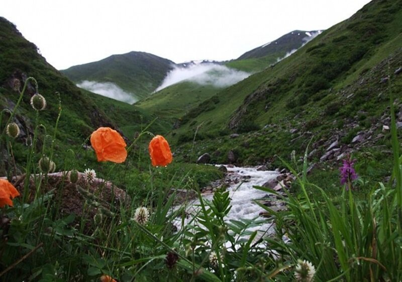 Orange Poppies in Valley