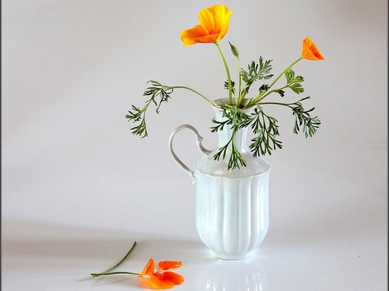 Orange Poppies in Vase