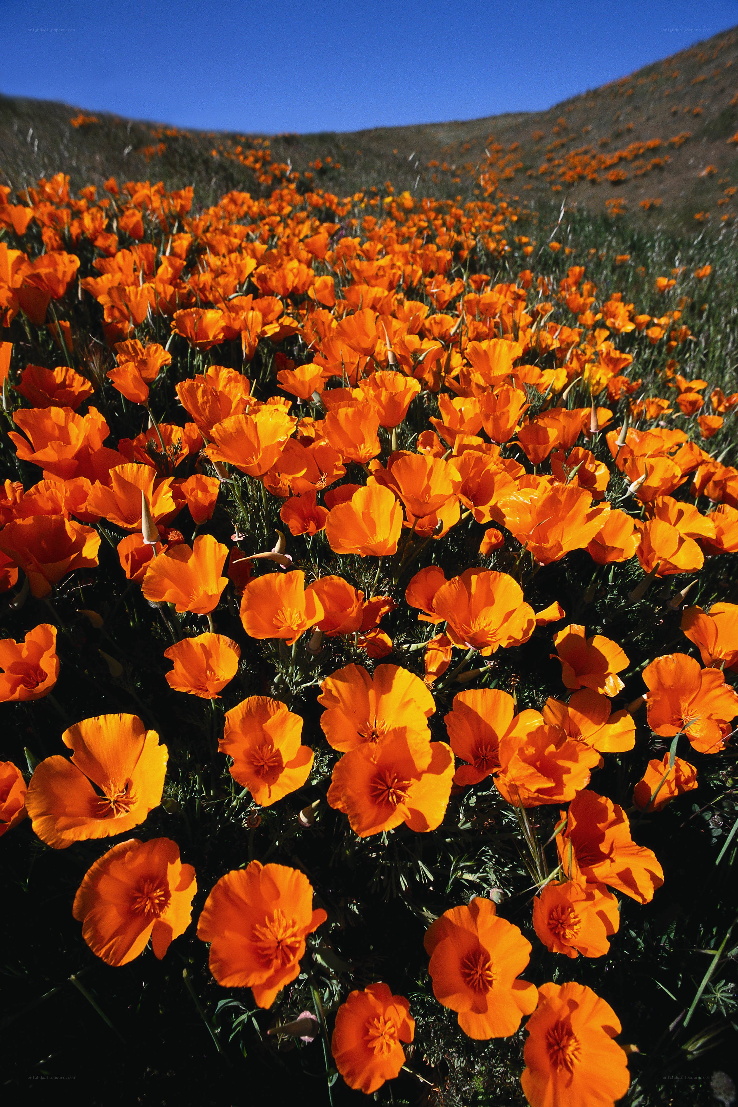 Orange poppies on a hillside