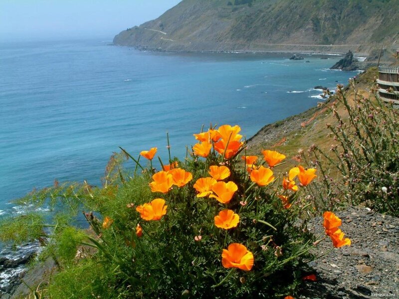 Orange Poppies on Cliff — Serene, Afternoon