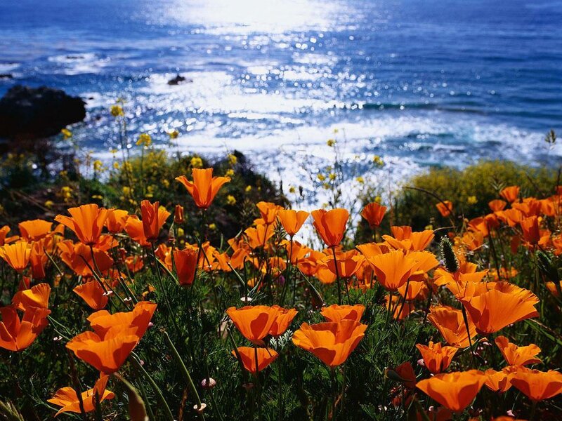 Orange Poppies on Cliff — Serene