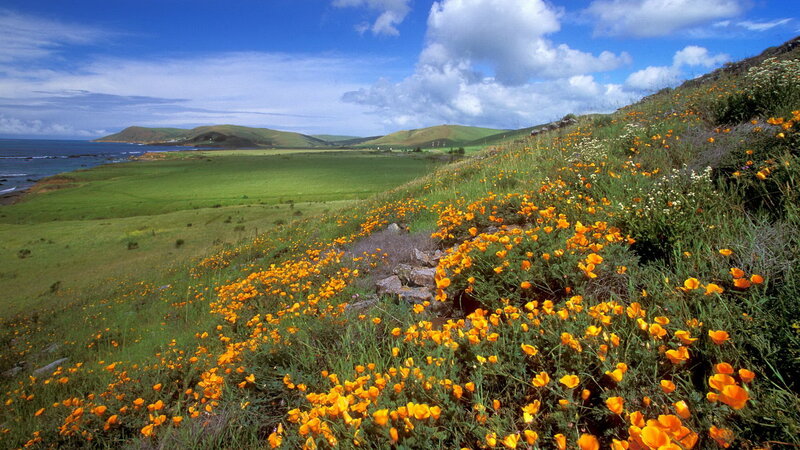 Orange Poppies on Hillside — Green
