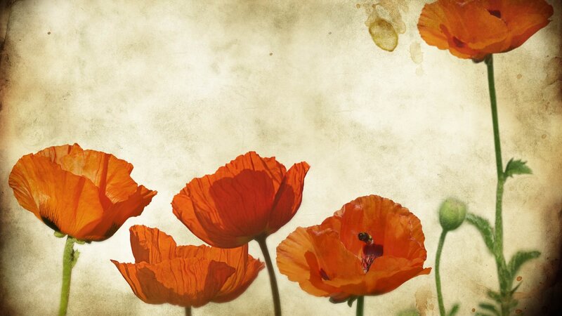 Orange poppies on vintage paper