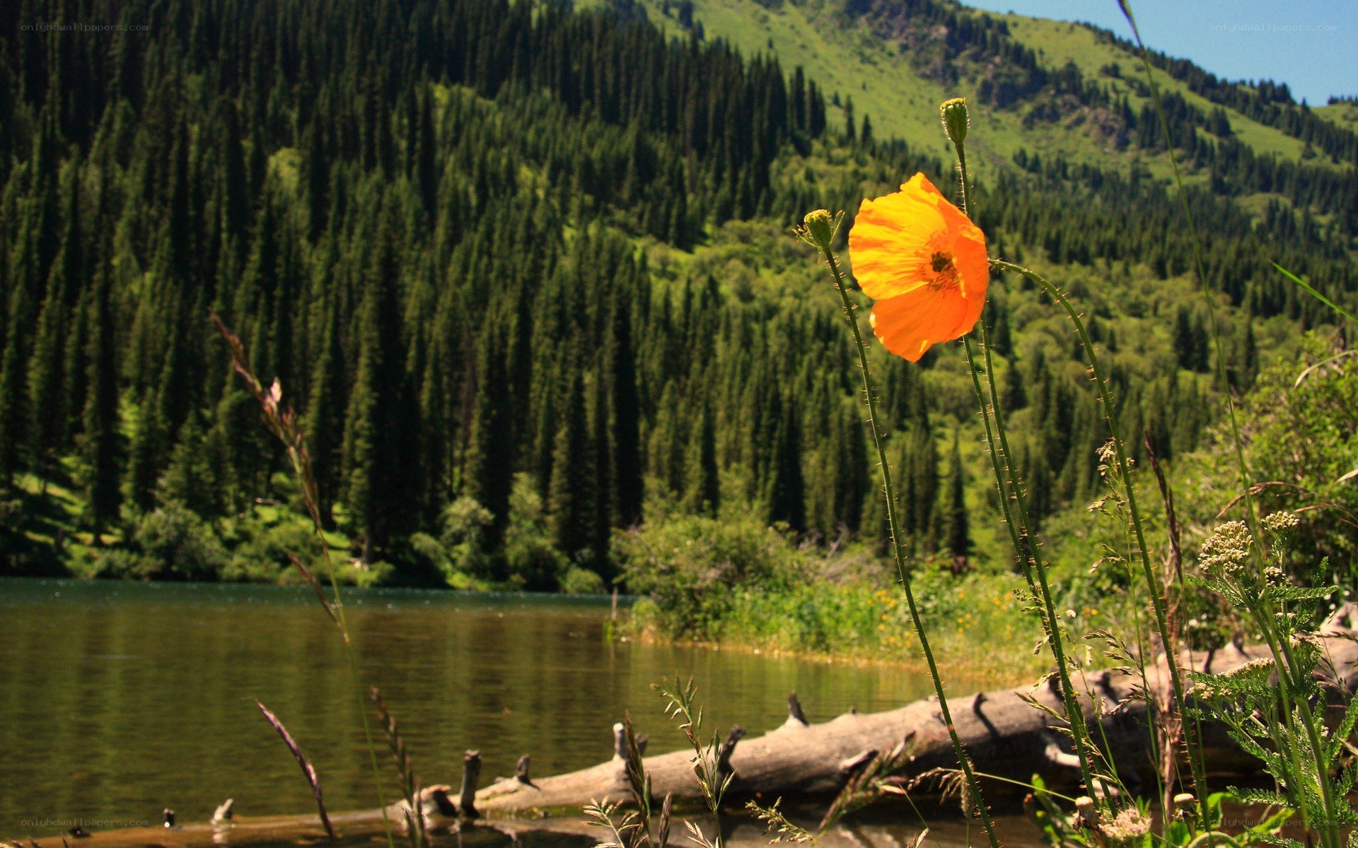 Orange poppy by a mountain lake