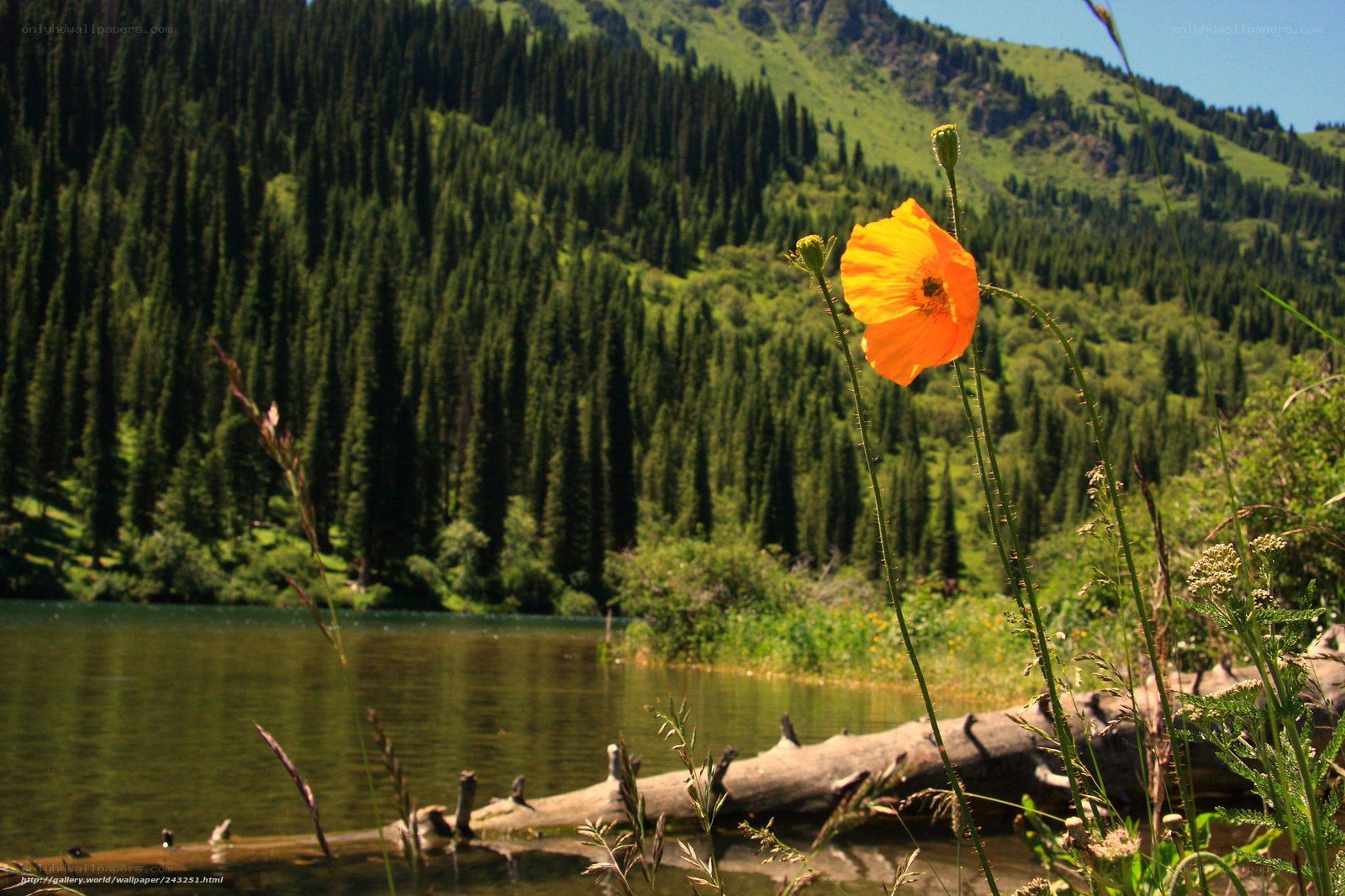 Orange poppy by a mountain lake