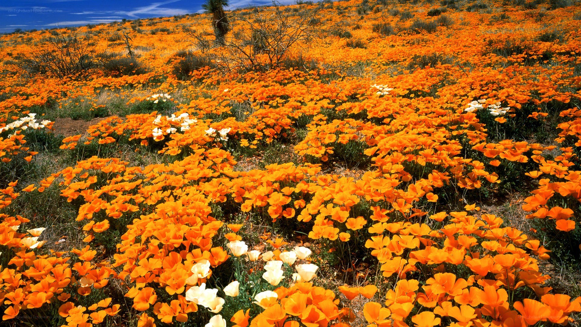 Orange poppy field in bloom