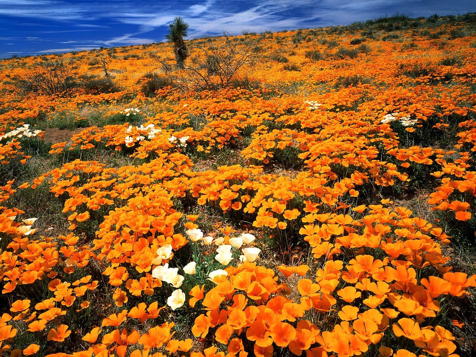 Orange poppy field in bloom