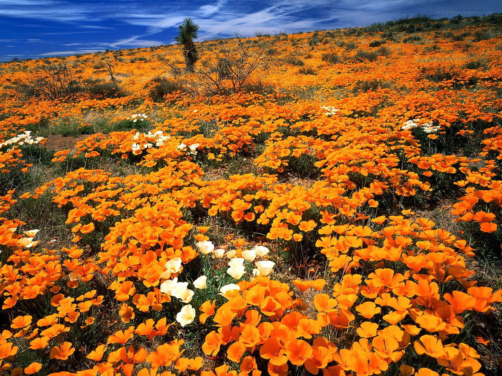 Orange poppy field in bloom