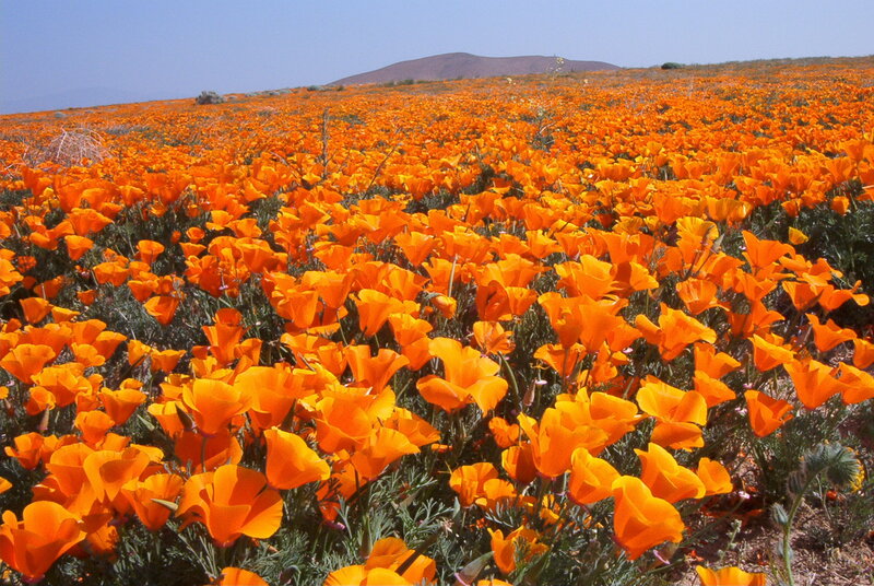 Orange Poppy Field — Serene, Afternoon, Photograph, Flowers