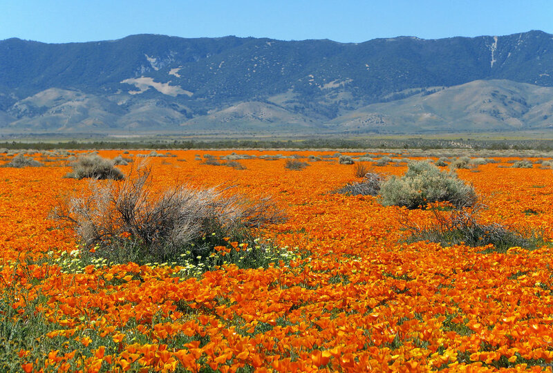Orange Poppy Field — Serene, Afternoon