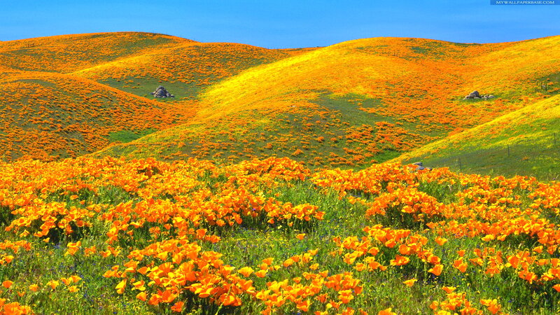 Orange Poppy Field — Serene, Spring, Photograph, Hills, Sky, Rocks