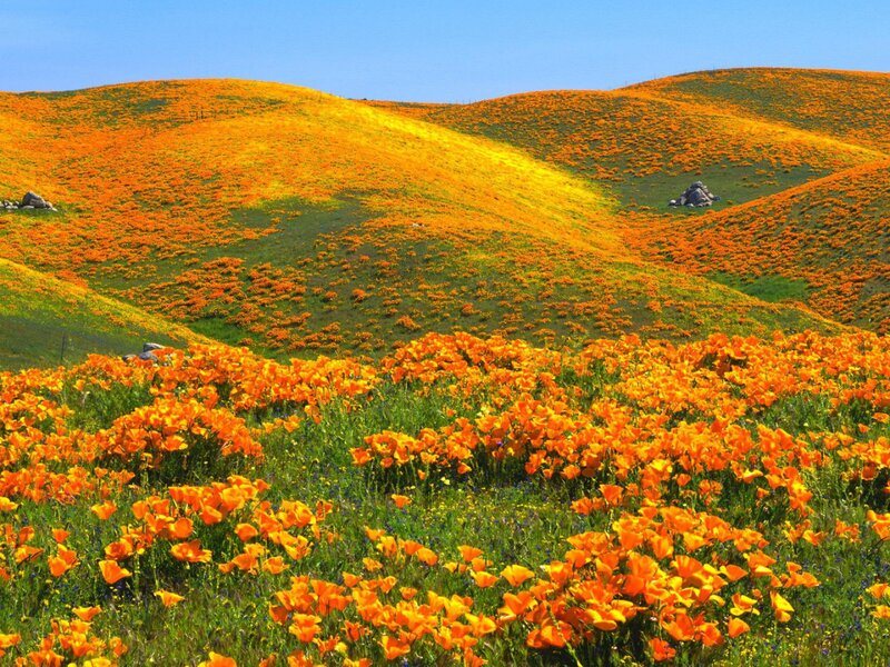 Orange Poppy Field — Serene, Spring, Photograph, Hills