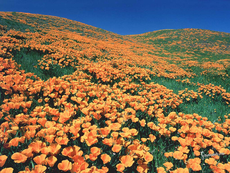 Orange Poppy Field — Serene, Spring, Photograph